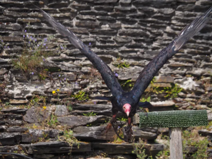 Roofvogelshow in Château de La Roche-en-Ardenne (België)